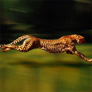 地球上で一番早く走る動物ベスト10 1位の動画あり